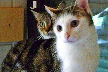 Katzen im Haus von Frau P.