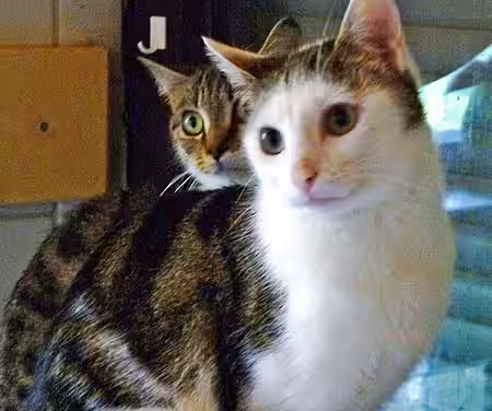 Katzen im Haus von Frau P.