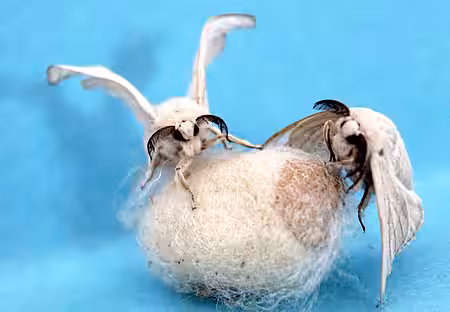 Das Nutztier Seidenspinner ist in freier Natur nicht lebensfähig.