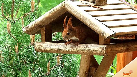 Eichhörnchen im Vogelhäuschen.