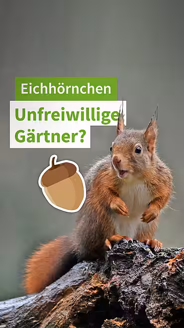Ein Eichhörnchen, dazu der Text: "Eichhörnchen: Unfreiwillige Gärtner?"
