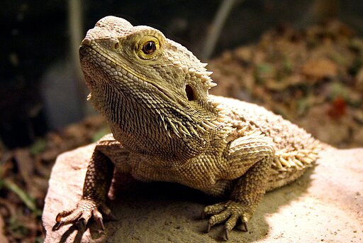 Bartagame
