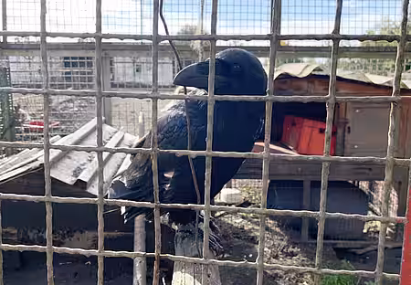 einheimische Rabenkrähe