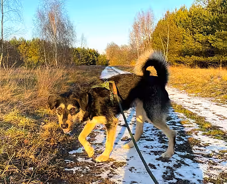 Hund Nico Fundhund Nico