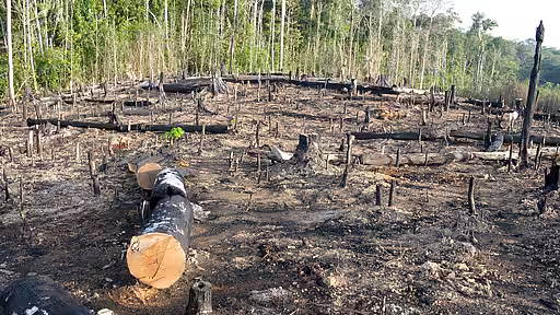 Um Weideflächen für Rinder zu schaffen, wird immer mehr gerodet.
