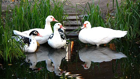 Enten in Freilandhaltung