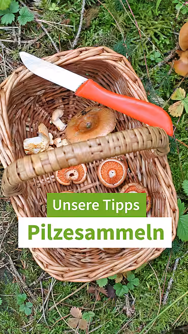 Ein Korb mit Pilzen, dazu der Text "Sieben Tipps zum Pilze sammeln"