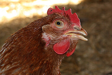 Huhn mit gekürztem Schnabel