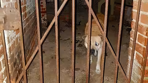 Otto hatte in seinem Gefängnis resigniert. Otto hatte in seinem Gefängnis resigniert.