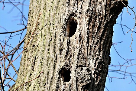 Natürliche Baumhöhlen und Spechtlöcher werden z.B. von Vögeln zum Nisten und von Fledermäusen zum Schlafen genutzt.