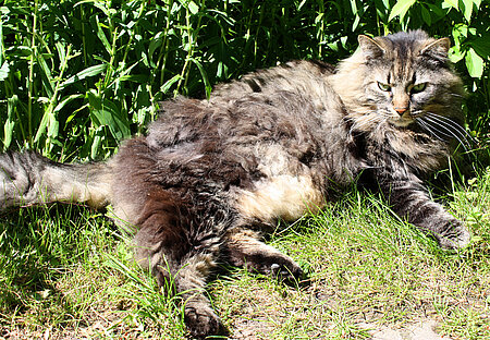 Katze mit verfilztem Fell.