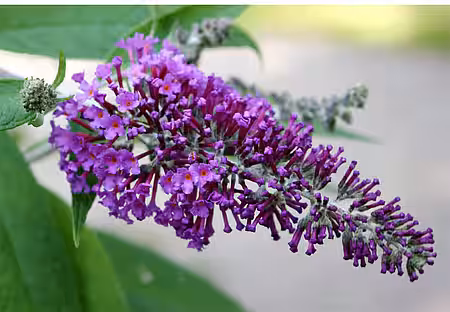 Sommerflieder (Buddleja davidii)