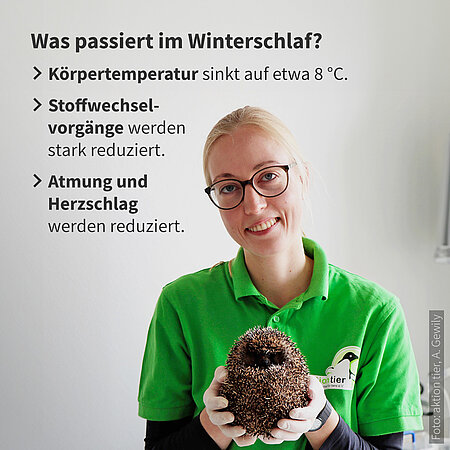Was passiert im Winterschlaf des Igels?