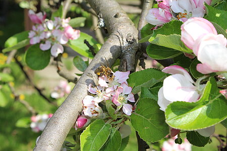 Biene mit Pollenhöschen 