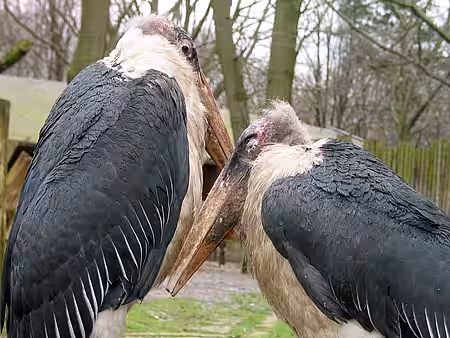 Eine artgerechte Haltung von Wildtieren in Gefangenschaft ist nicht möglich. Eine artgerechte Haltung von Wildtieren in Gefangenschaft ist nicht möglich.