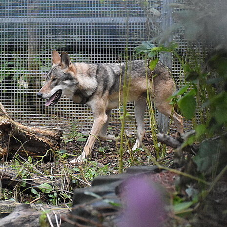 Wolf in der aktion tier Wildtierstation