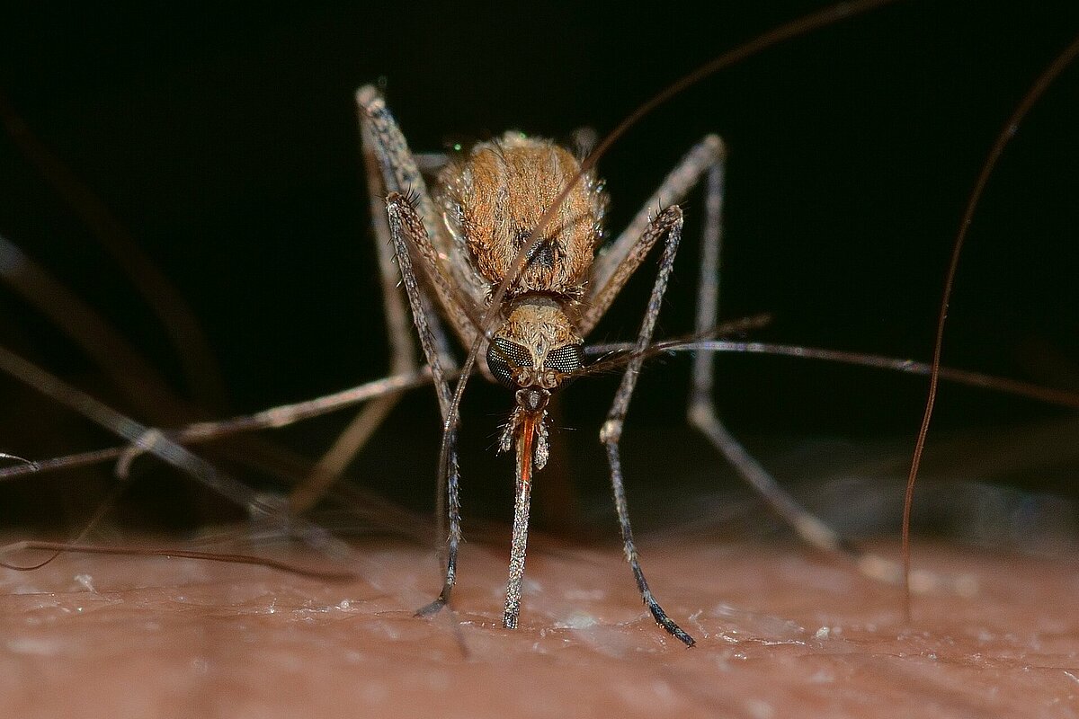 Natürlicher Mückenschutz in den Tropen: Sinnvoll oder gefährlich? ›  Indojunkie