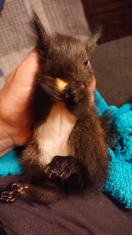 Erstes Nagen an Nahrung, Hörnchen, ca. 8 Wochen alt.