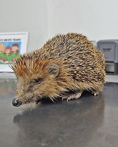 Magerer Igel auf der Untersuchungsmatte