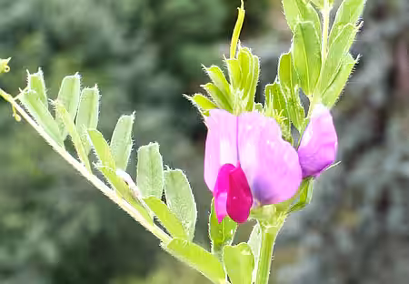 Saat-Wicke (Vicia sativa), Insektenpflanze. Saat-Wicke (Vicia sativa), Insektenpflanze.