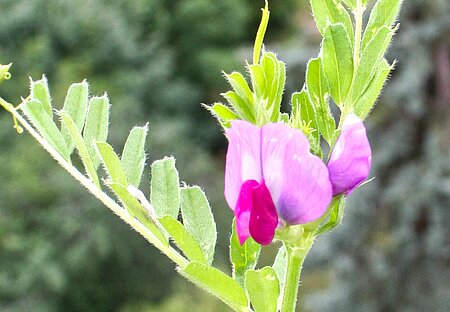 Saat-Wicke (Vicia sativa), Insektenpflanze.