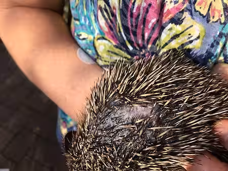Rückenwunde eines Igels © Gertraude Göpner 