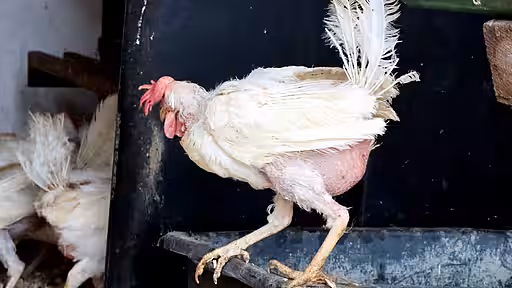 Der schlimme Zustand der aufgenommenen Legehennen hat für die verantwortlichen Landwirte keine Konsequenzen.