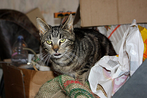 Katze mit Katzenschnupfen 