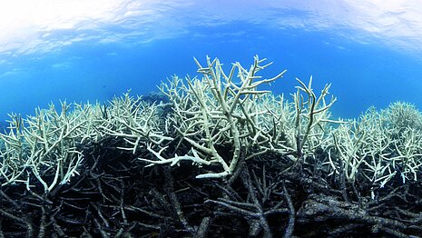 Gebleichte und tote Korallen am Great Barrier Reef