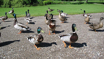 Enten im Park 