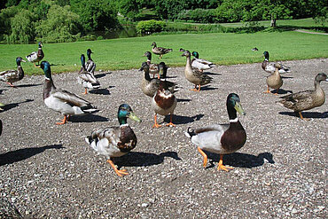 Enten im Park 