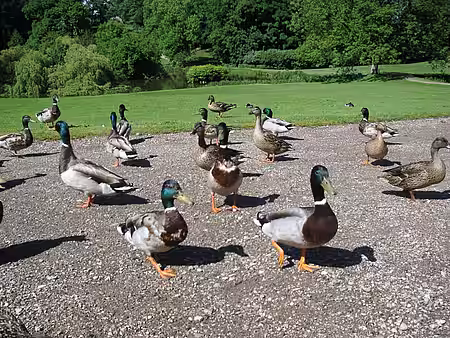 Enten im Park 