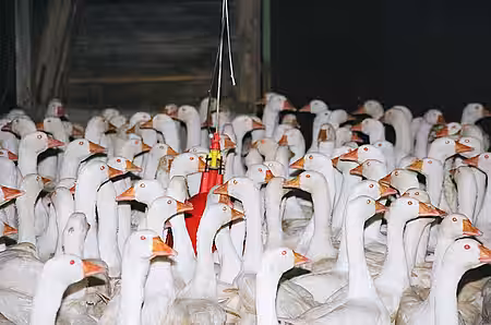 Gänsemastanlage in Deutschland