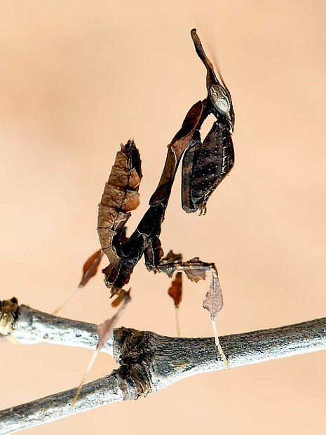 In Afrika und Madagaskar beheimatete Geister-Mantis (Phyllocrania paradoxa)