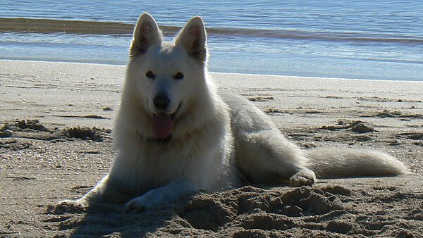 Schäferhund am Strand