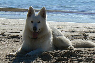 Schäferhund am Strand