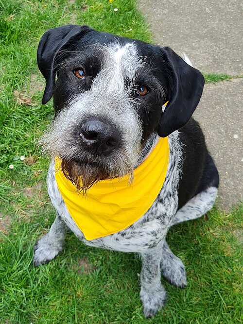 Das gelbe Band signalisiert anderen, den Hund besser in Ruhe zu lassen.