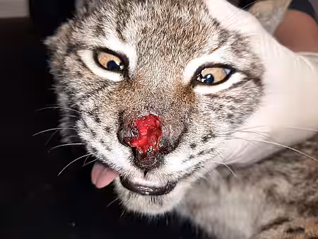 Ca. 6 Monate alter Luchs mit Verletzungen bei der Aufnahme in der aktion tier Wildtierstation im November 2023.