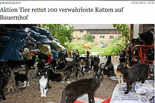 Berliner Morgenpost | Aktion Tier rettet 100 verwahrloste Katzen auf Bauernhof