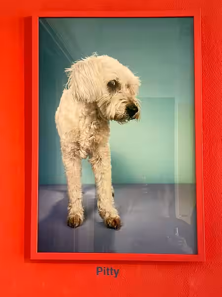 Galerie Lazarus – „Not good enough“ – Pitty