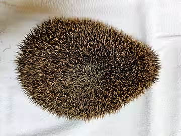 Birnenförmiger Körper. Birnenförmiger Körper.