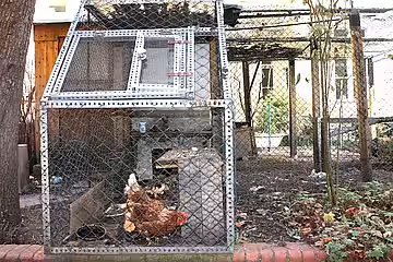 Wer stellt sicher, dass die geretteten Hennen nicht in schlechten Haltungen wie dieser enden?