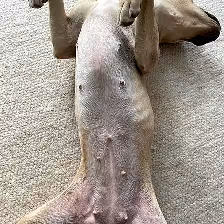 Geschwollene Gesäugekomplexe bei Scheinträchtigkeit.