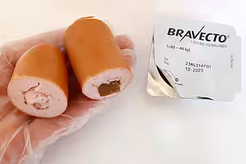 Bravecto- Kautabletten, in Wurststückchen versteckt. Bravecto- Kautabletten, in Wurststückchen versteckt.
