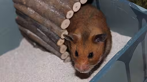 Hamster auf Sand schaut aus einer Holzröhre