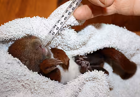 Eichhörnchenbaby wird gefüttert