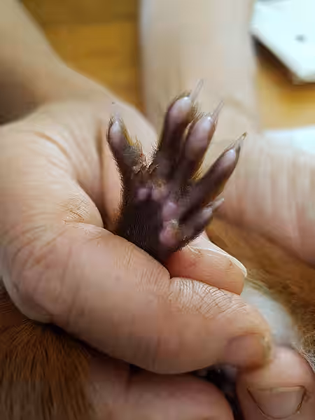 Eichhörnchenjungtier mit nackten Ohren und Füßen hat die Pockenviruserkrankung weitestgehend überstanden
