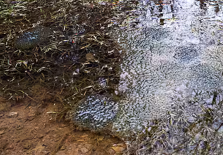 Froschlaich Froschlaich