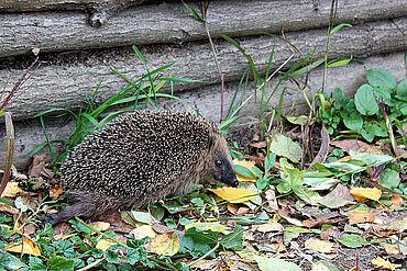 Tiere wie Igel brauchen Durchgänge 