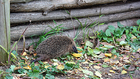 Tiere wie Igel brauchen Durchgänge 